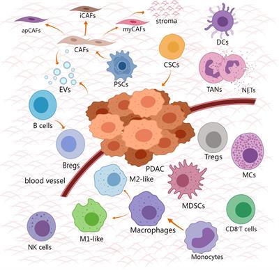 Unveiling the immunosuppressive landscape of pancreatic ductal adenocarcinoma: implications for innovative immunotherapy strategies